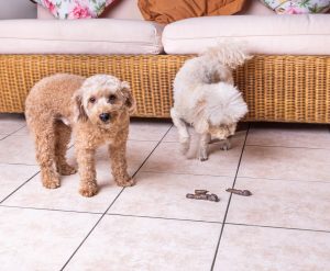 Pet Feces Cleanup in Anaheim, CA, Huntington Beach, CA, Irvine, CA and Surrounding Areas