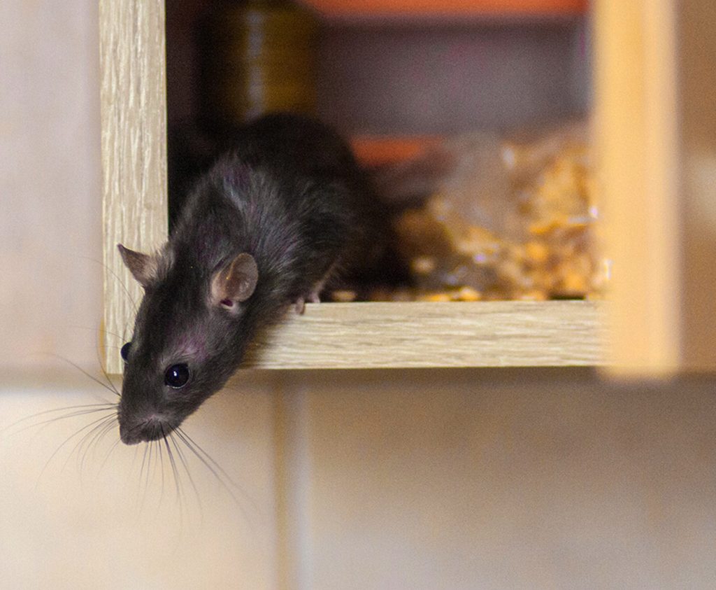 A rat that is the reason why a home needs rodent dropping removal in Cudahy, CA