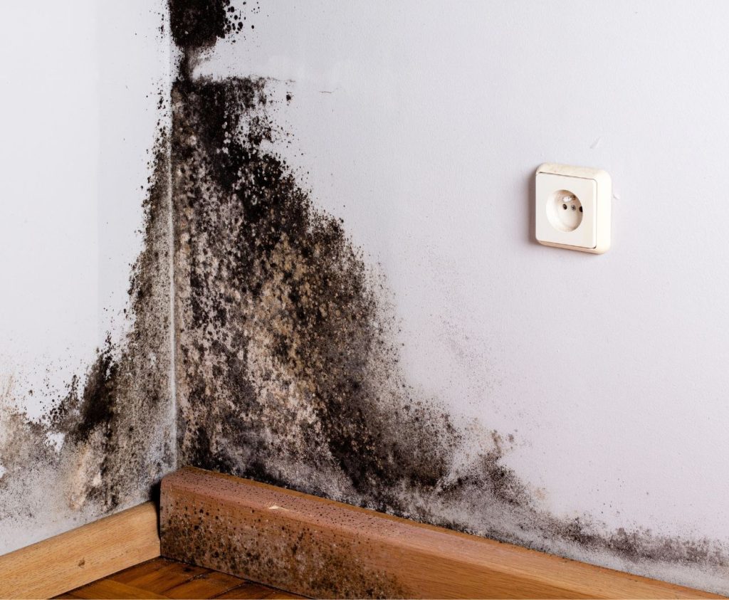 Black Mold in the corner of a home in