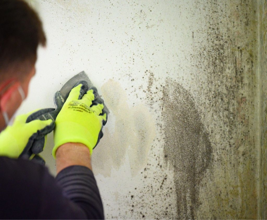 Specialist Performing Mold Removal Services in Irvine, CA