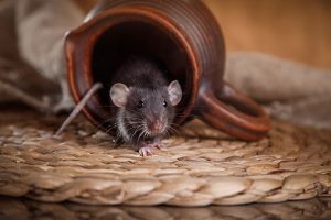 Rodent Dropping Removal: What Property Owners Need to Know Before Cleaning Up