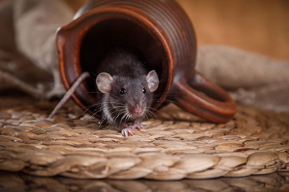 A mouse that is the reason why a house needs rodent dropping removal in Fullerton, CA