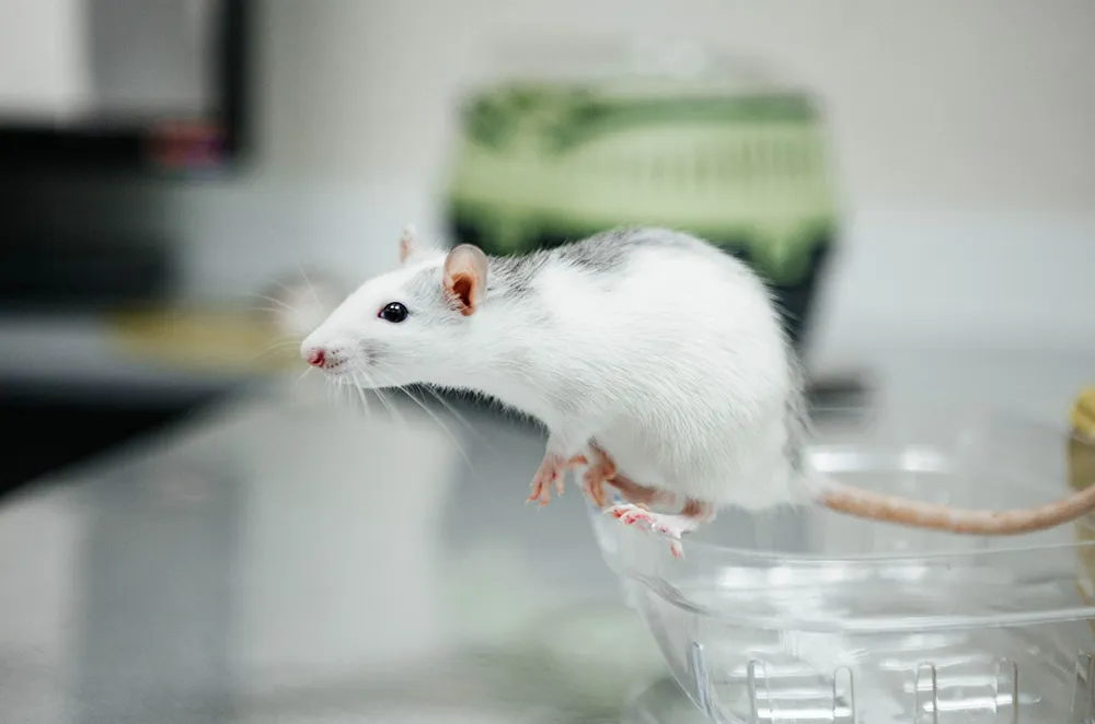 A mouse that is the reason why a house needs rodent dropping removal in Fullerton, CA